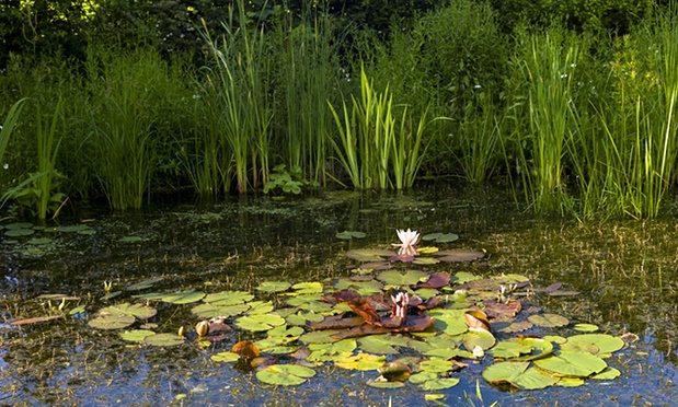 ‘Bennett aims at nothing short of a re-enchantment of the world.’ Photograph: Tim Graham/Getty Images 